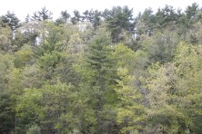 The Kestrel Land Trust and Belchertown Conservation Commission acquired over 100 acres for conservation.